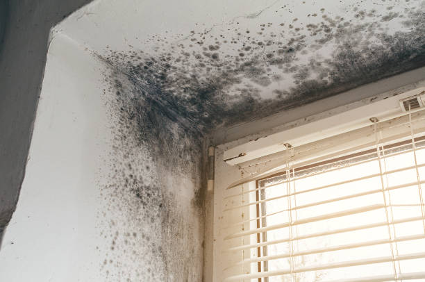 Affordable Mold Cleanup solutions in Unionville, NC